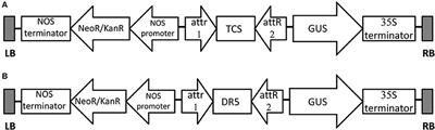 Development of Efficient Protocols for Stable and Transient Gene Transformation for Wolffia Globosa Using Agrobacterium